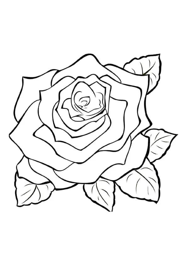 Rose Colouring Pages Rose Colouring Pages