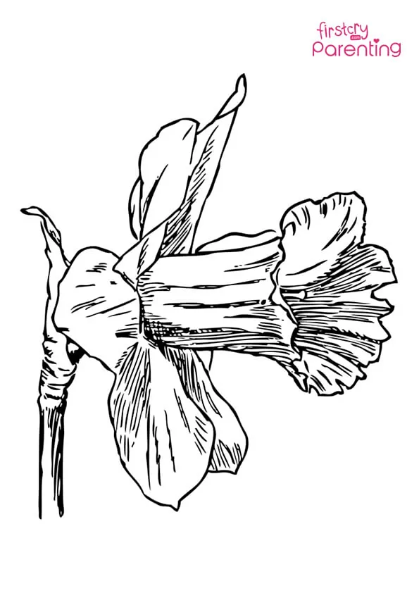 Simple Narcissus Coloring Page
