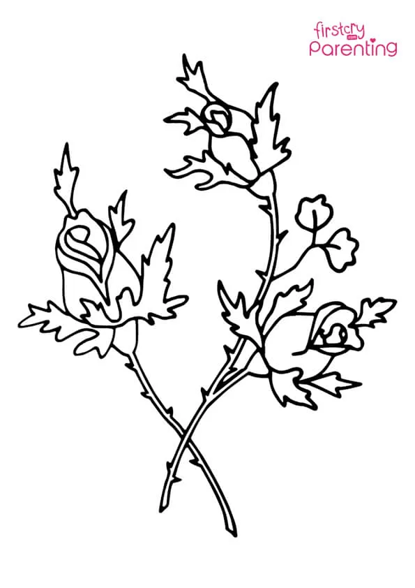 Simple Roses Coloring Page Colouring Pages