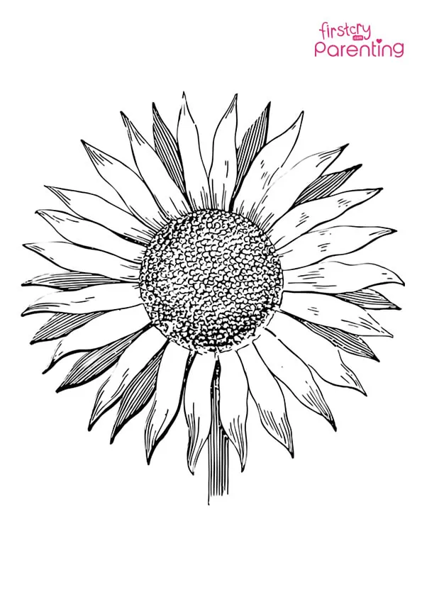 Sunflower Coloring Page Colouring Pages Sunflower Coloring Page Colouring Pages