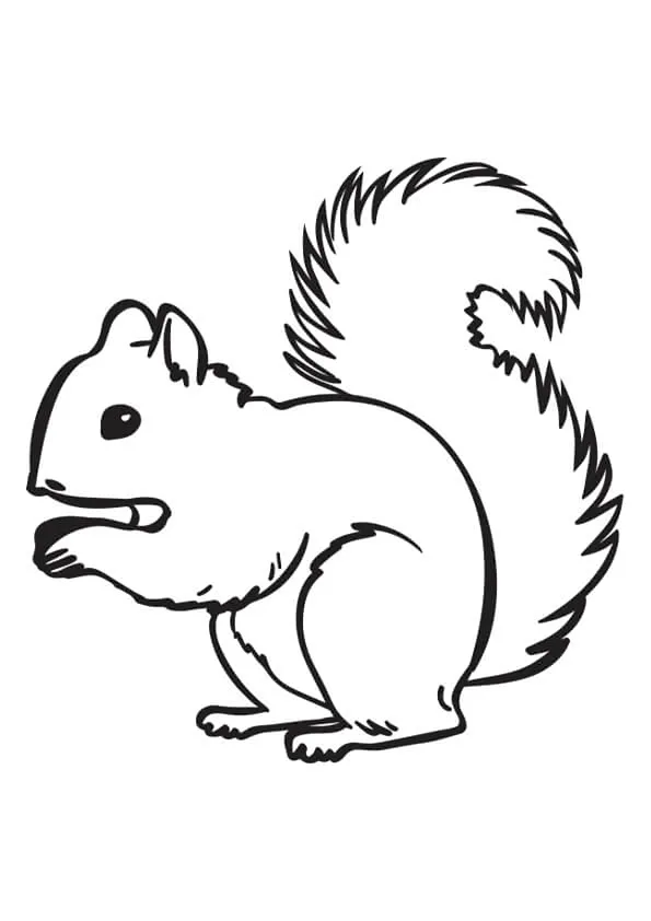 Squirrel Colouring Pages