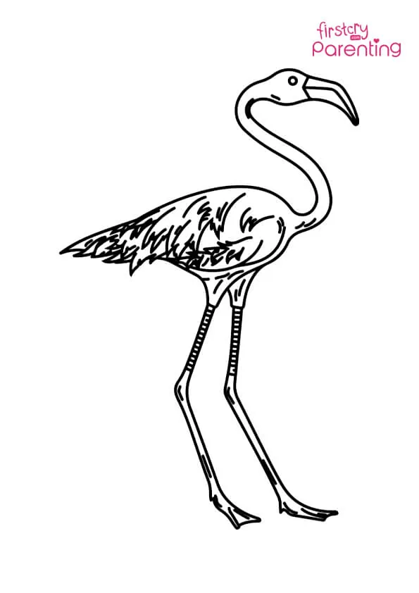 Standing Flamingo Coloring Page Colouring Pages