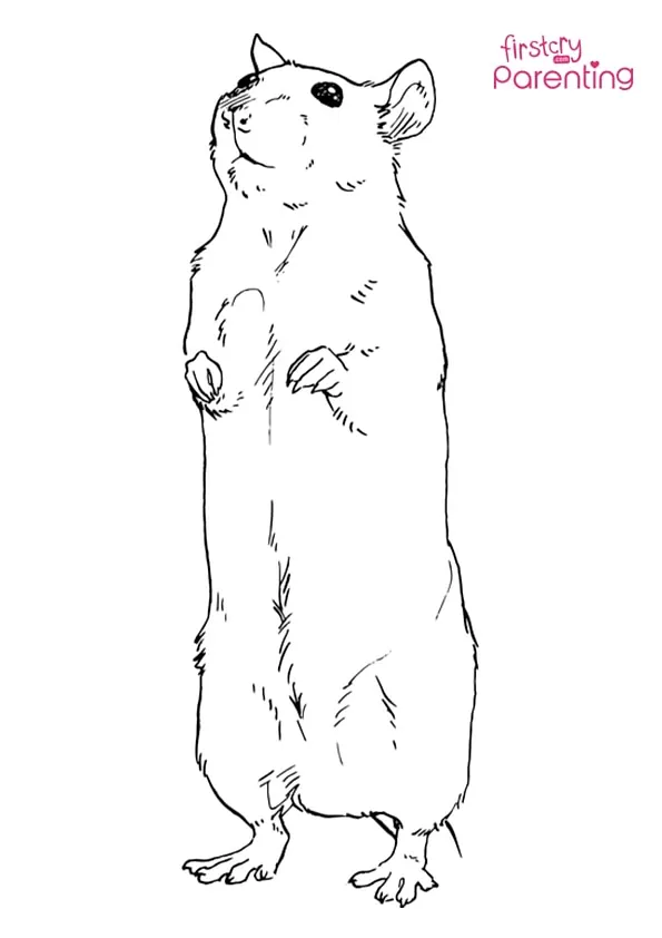 Standing Rat Coloring Page Colouring Pages