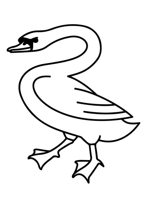 Swan Colouring Pages