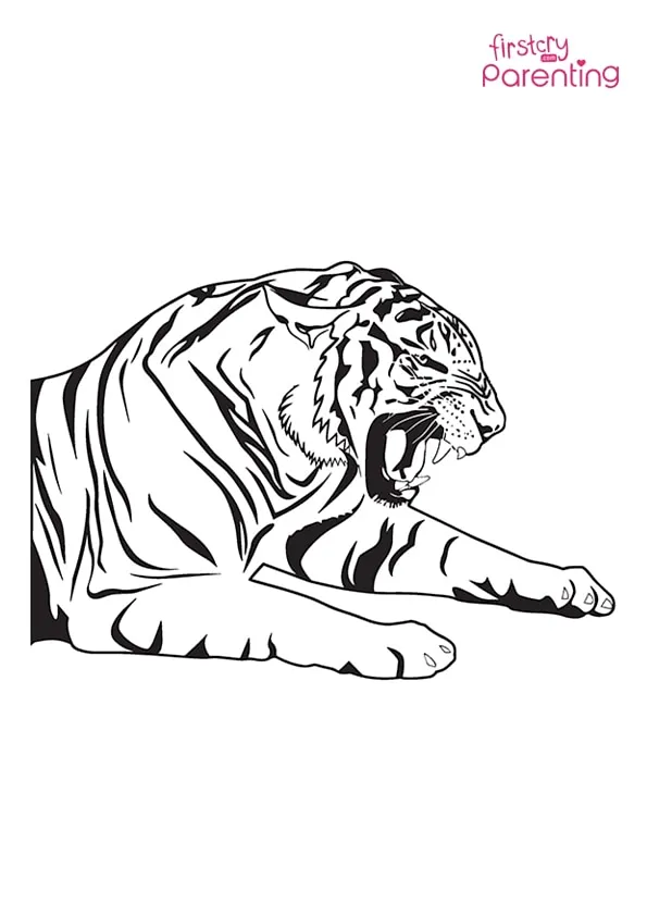 Tiger Roaring Coloring Page Colouring Pages
