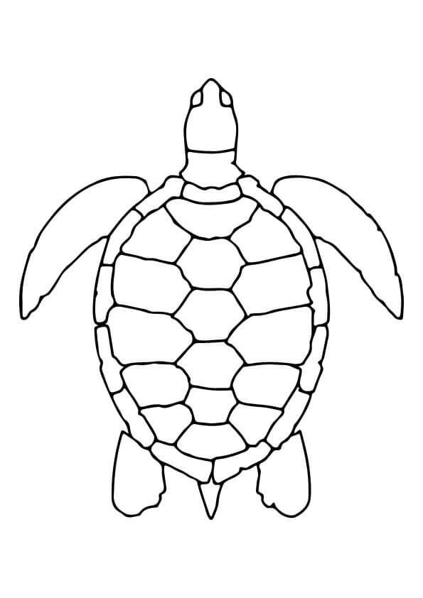 Turtle Colouring Pages