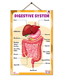 Digestive System Educational Chart - English
