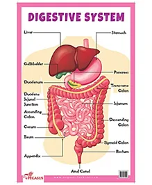 Digestive System Educational Chart - English