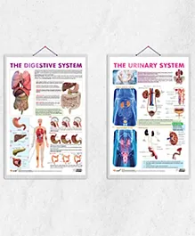 THE URINARY SYSTEM chart  and THE DIGESTIVE SYSTEM chart combo of 2 chart Mastering the Urinary and Digestive Systems: In-Depth Insights
