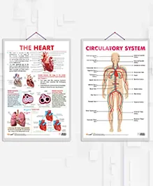 THE HEART chart and CIRCULATORY SYSTEM chart combo of 2 Chart Cardiovascular Insights: The Heart and Circulatory System