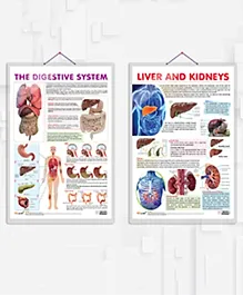 THE DIGESTIVE SYSTEM chart  and LIVER AND KIDNEY chart combo of 2 chart Gut Health and Organ Harmony: A Pair of Informative Charts"