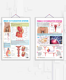 MALE REPRODUCTIVE SYSTEM and FEMALE REPRODUCTIVE SYSTEM char combo of 2 chart Understanding Reproduction: Male and Female Systems Unveiled