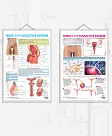 MALE REPRODUCTIVE SYSTEM and FEMALE REPRODUCTIVE SYSTEM char combo of 2 chart Understanding Reproduction: Male and Female Systems Unveiled