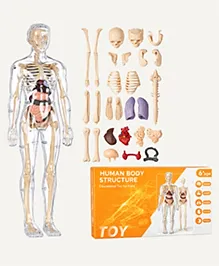 NHR Human Body Model for Kids I Fully Transparent Body I 29 Piece Anatomy Figure 3D Anatomy Kit - Removable Organs I Bones STEM Toy for Ages 6+