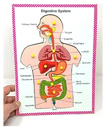A&A Kreative Box Wooden Digestive System Puzzle-12 Pc