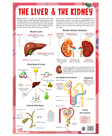 The Liver & The Kidney - Thick Laminated Chart