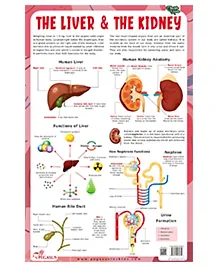 The Liver & The Kidney - Thick Laminated Chart